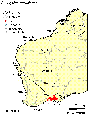 Map showing where E. Forrestiana occurs naturally. A long way away, but still in Western Australia. Map from Florabase.